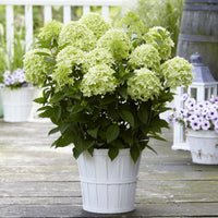 Panicle Hydrangea 'Whitelight' White - Hardy plant