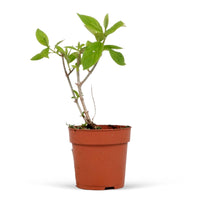 Panicle Hydrangea 'Whitelight' White - Hardy plant