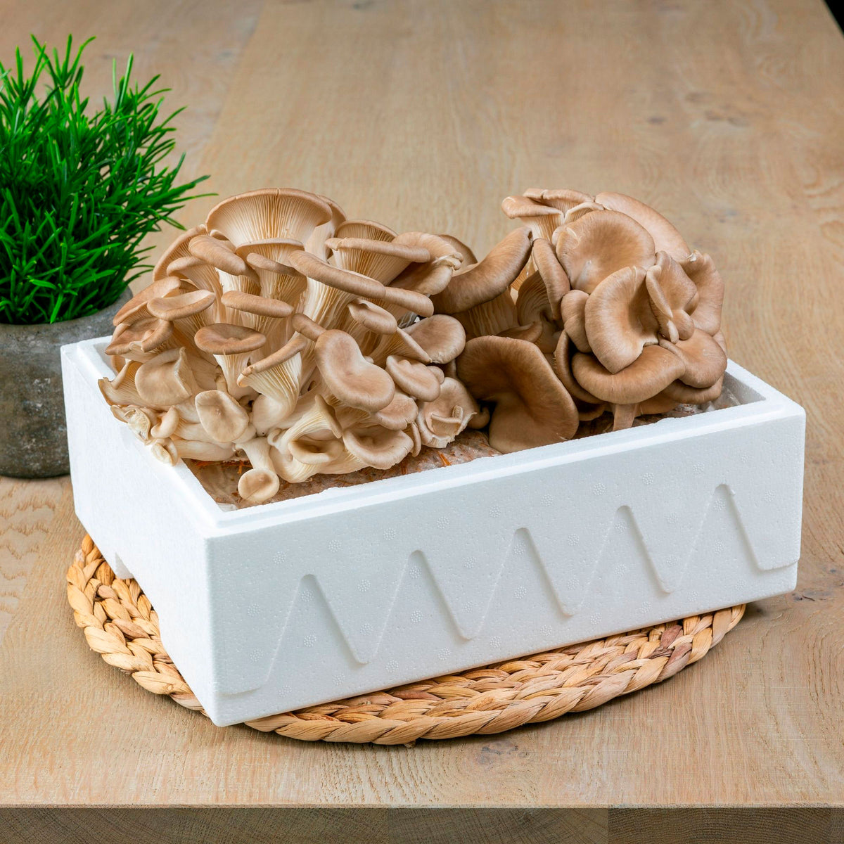 Grey oyster mushroom cultivation set Pleurotus ostreatus — organic