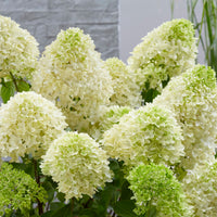 Panicle Hydrangea 'Skyfall' White - Hardy plant