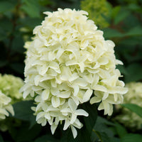 Panicle Hydrangea 'Skyfall' White - Hardy plant
