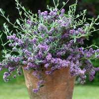 Butterfly bush Buddleja 'Unique' purple - Hardy plant