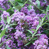 Butterfly bush Buddleja 'Unique' purple - Hardy plant