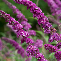 Butterfly bush Buddleja 'Berries & Cream' purple-white - Hardy plant