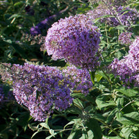 Butterfly bush Buddleja 'Gulliver' purple - Hardy plant