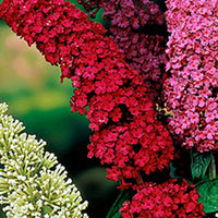 Butterfly bush Buddleja 'Royal Red' red - Hardy plant