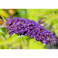 Butterfly bush Buddleja 'Empire Blue' blue-purple - Hardy plant