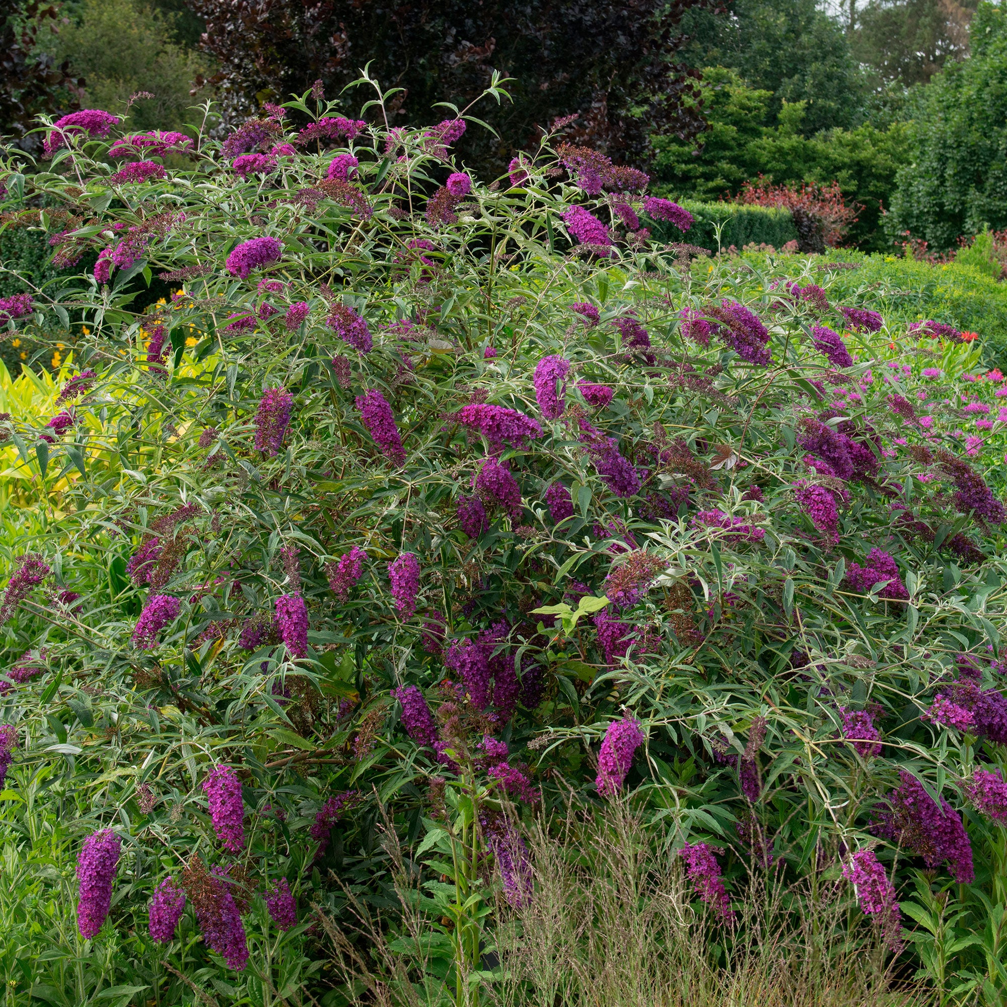 Standard Buddleia Buy ornamental shrubs now Butterfly bush Buddleja 'Empire Blue' blue ...