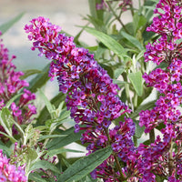 Butterfly bush Buddleja 'Butterfly Towers' purple - hardy - Hardy plant