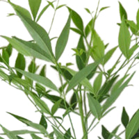 Heavenly bamboo Nandina 'Brightlight' - Hardy - Hardy plant