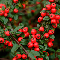 Cotoneaster 'Coral Beauty' red - Hardy - Hardy plant