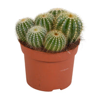 Ball Cactus Eriocactus warasii