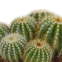 Ball Cactus Eriocactus warasii