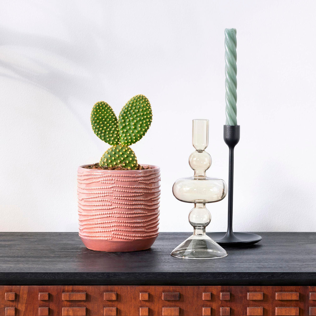 Opuntia Opuntia microdays