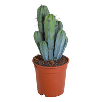 Columnar cactus Myrtillocactus geometrizans