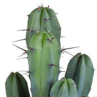 Columnar cactus Myrtillocactus geometrizans