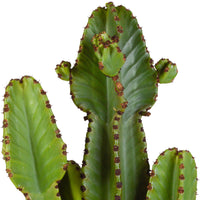 Cactus Euphorbia ingens