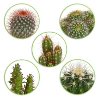 5x Cactus - Mix