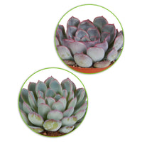 5x Succulent - Mix
