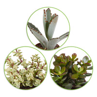 5x Succulent - Mix