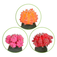 3 Cactus Gymnocalycium mihanovichii Red-Orange-Pink