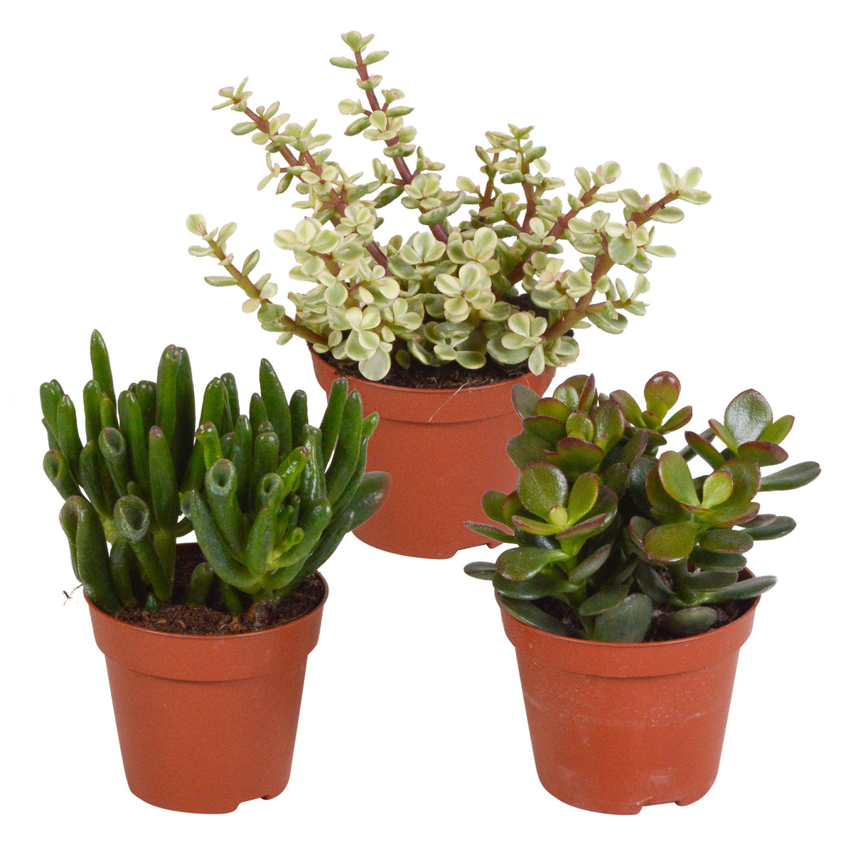 3x Succulent Crassula - Mix