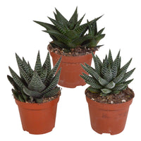 3x Succulents Aloe - Mix