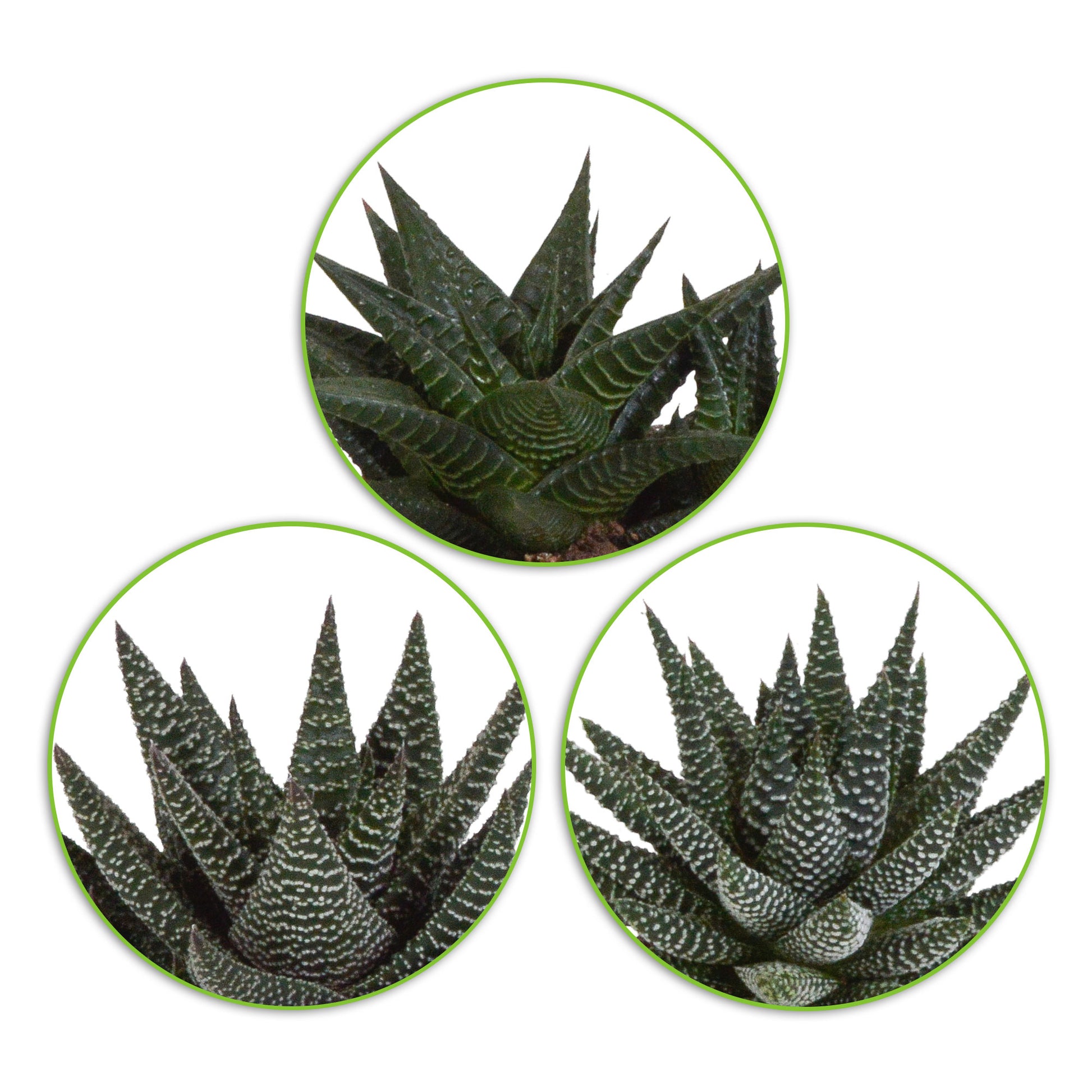 Buy house plants now 3x Succulents Aloe - Mix