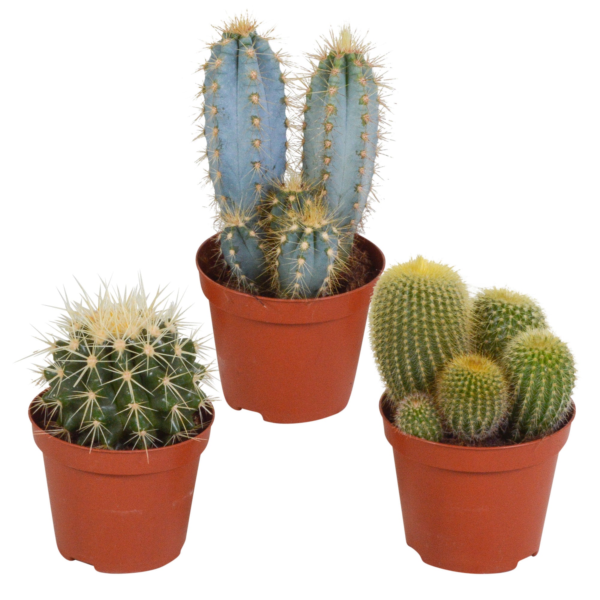 Buy house plants now 3x Cactus - Mix | Bakker.com