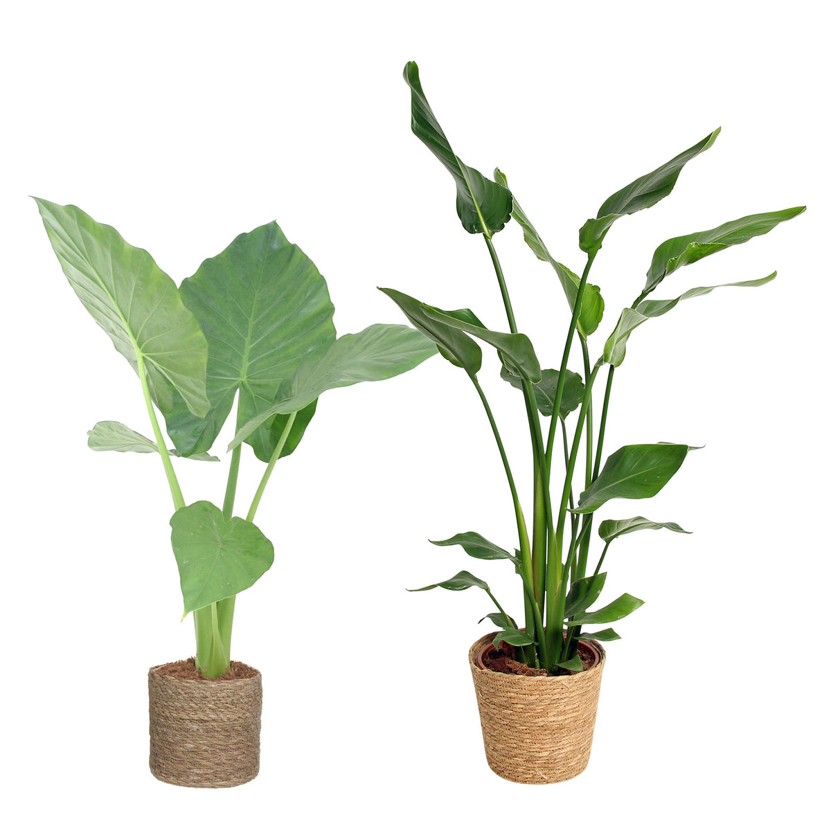 1x Alocasia macrorrhiza + 1x Strelitzia 'nicolai' including brown baskets