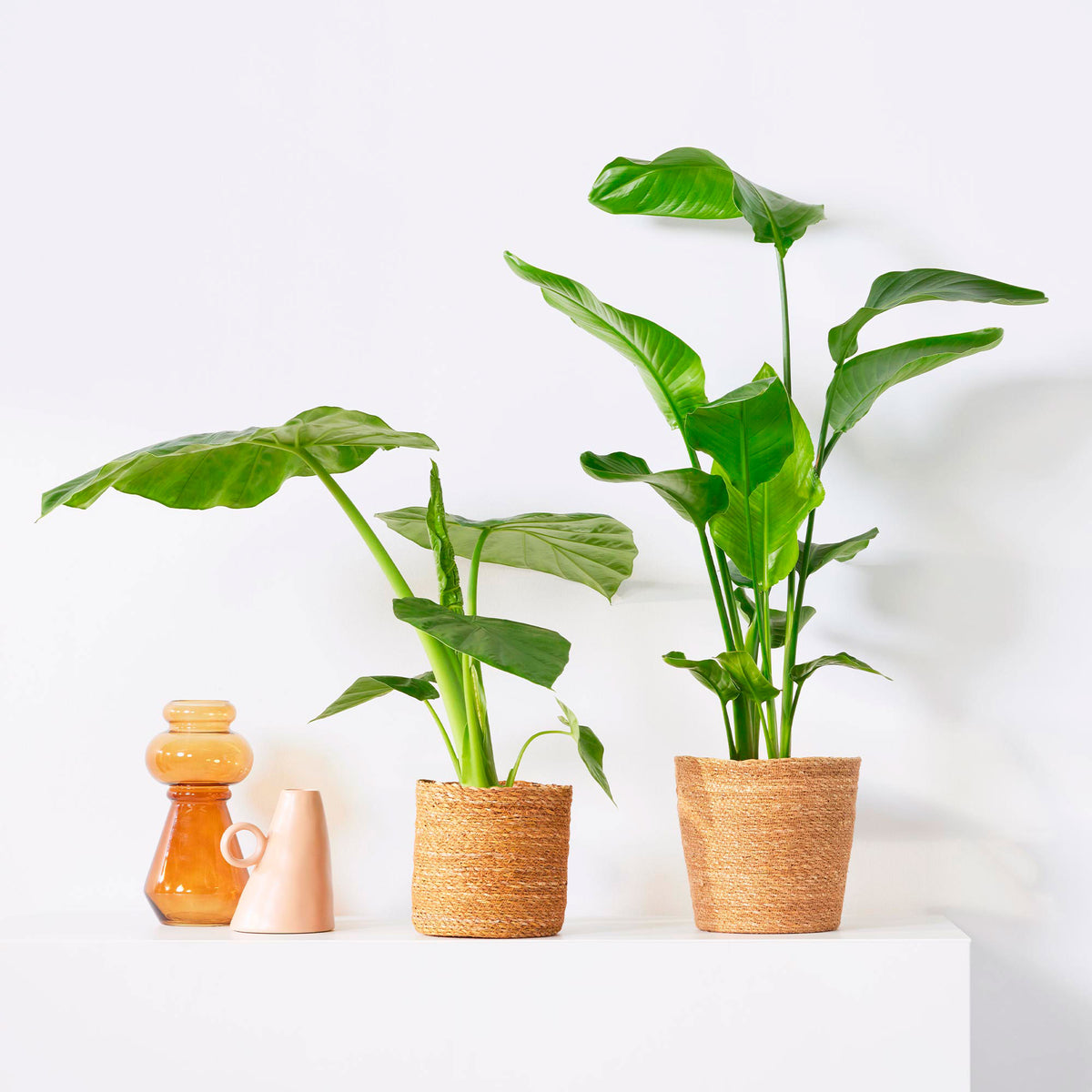 1x Alocasia macrorrhiza + 1x Strelitzia 'nicolai' including brown baskets
