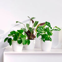 3x Trendy indoor plants - Mix including decorative white pots