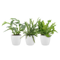 3x Bathroom plants - Mix including decorative white pots