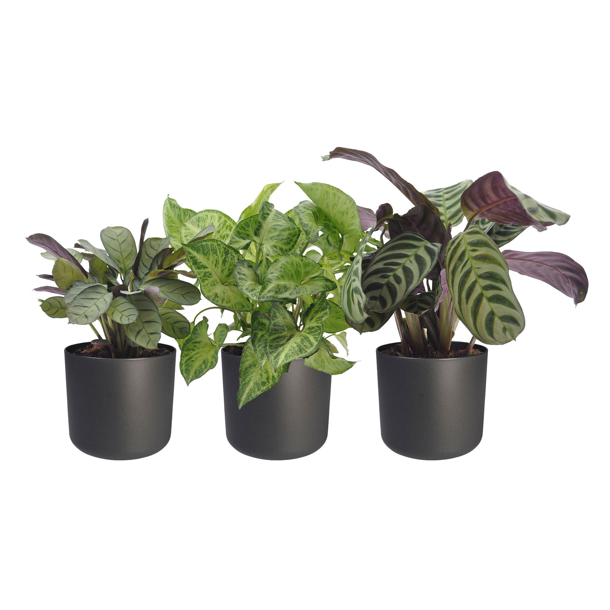 3x Indoor plants with leaf markings - Mix including decorative anthracite pots