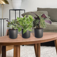 3x Indoor plants with leaf markings - Mix including decorative anthracite pots