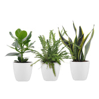 3x Bedroom plants - Mix including decorative white pots