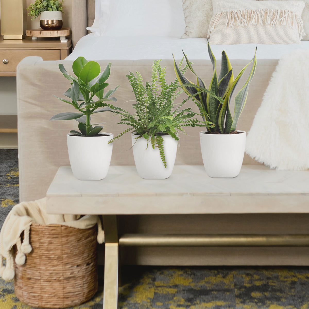 3x Bedroom plants - Mix including decorative white pots