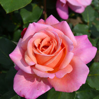 Large-flowered rose Rosa 'Myveta'® Pink-Orange - Bare rooted - Hardy plant