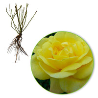 Climbing rose Rosa 'China Town' yellow - Bare rooted - Hardy plant