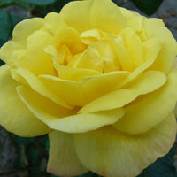 Climbing rose Rosa 'China Town' yellow - Bare rooted - Hardy plant