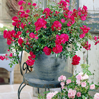 3x ground-covering rose  Rosa 'Fairy Dance'® Red - Bare rooted - Hardy plant
