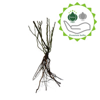 Ground-covering rose Rosa  'The Fairy'® Pink - Bare rooted - Hardy plant