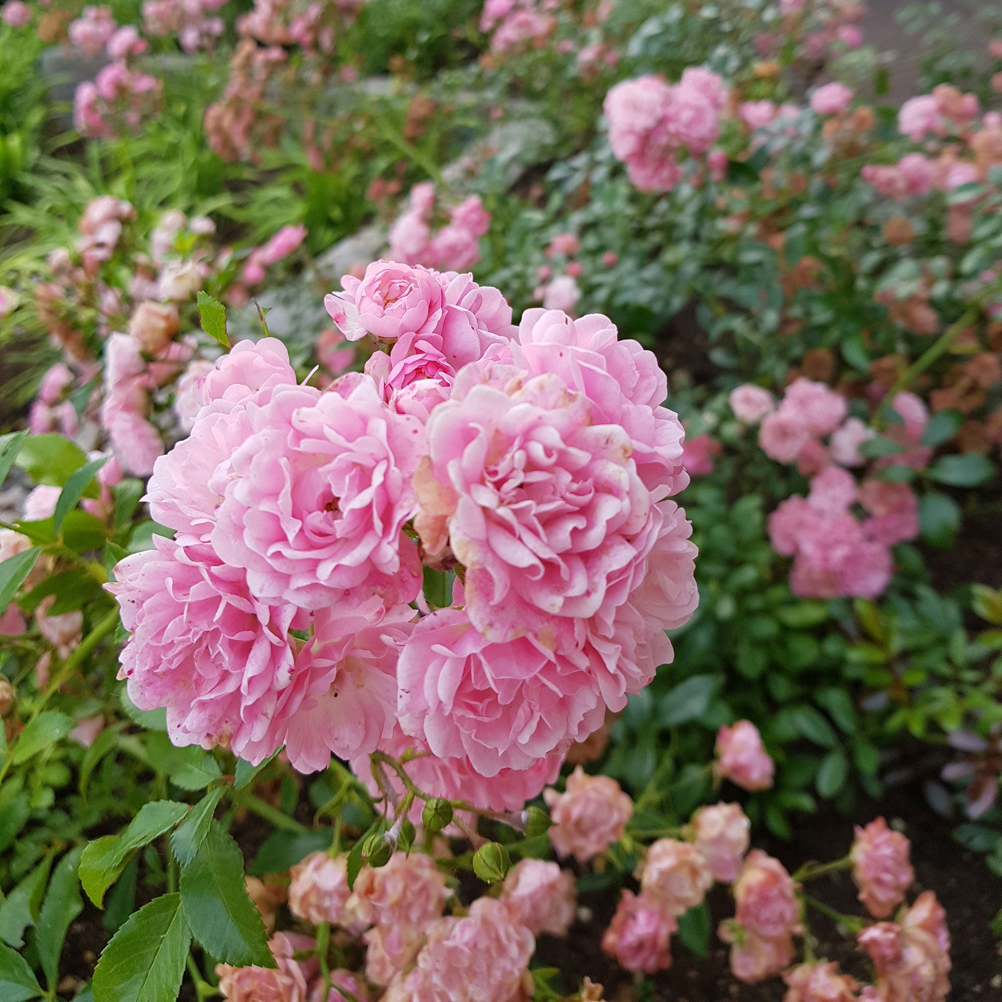 Buy Ground-covering rose Rosa 'The Fairy'® Pink - Bare rooted - Hardy ...