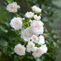 3x ground-covering rose  Rosa 'Crystal Fairy'® White - Bare rooted - Hardy plant