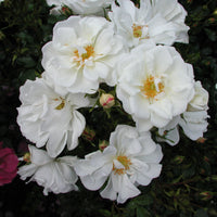 3x ground-covering rose  Rosa 'Diamant'® White - Bare rooted - Hardy plant