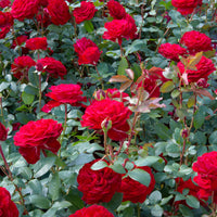3x large-flowered rose Rosa 'Störtebeker'® Red - Hardy plant - Bare rooted