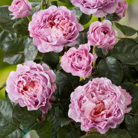 3x large-flowered rose  Rosa 'Eisvogel'® Pink - Bare rooted - Hardy plant