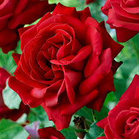 Large-flowered rose Rosa 'Dame De Coeur'® Red - Bare rooted - Hardy plant