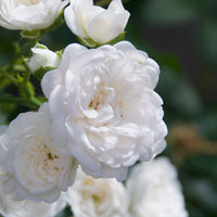 3x ground-covering rose  Rosa 'Crystal Fairy'® White - Bare rooted - Hardy plant
