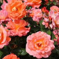 3x large-flowered rose  Rosa 'Augusta Luise'® Orange-Pink - Bare rooted - Hardy plant
